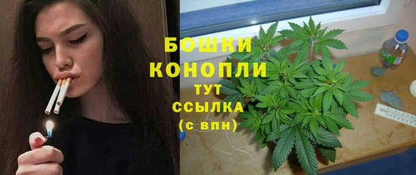 прущие грибы Аркадак